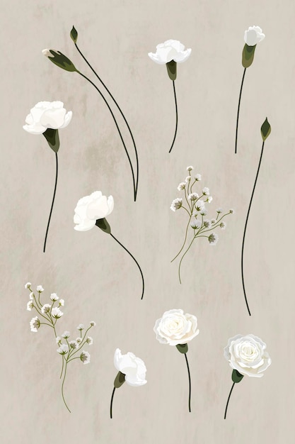 Blooming white carnation design element collection vector