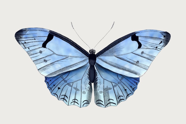青い蝶のイラストのベクトル、ビンテージパブリックドメインの画像からリミックス
