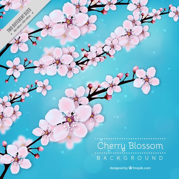 Blue cherry blossom background