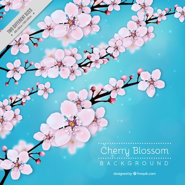 Blue cherry blossom background