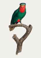 Free vector blue-crowned lorikeet