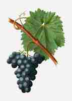 Бесплатное векторное изображение Синяя гроздь винограда