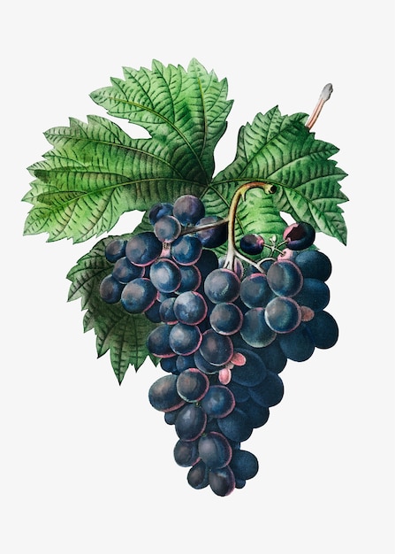 Синяя гроздь винограда