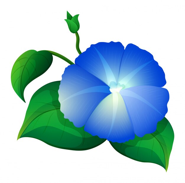 Blue morning glory flower with green leaves