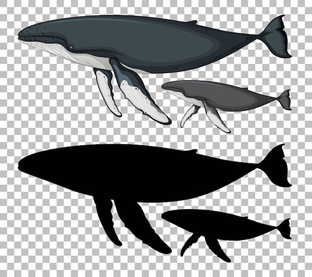 Free vector blue whale and baby blue whale with its silhouette on transparent