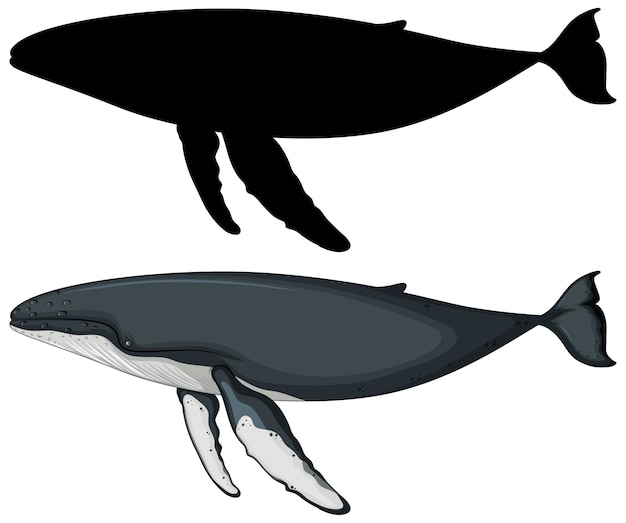 Free vector blue whale with its silhouette