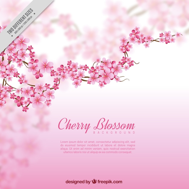 Blurred background with branch and cherry blossoms