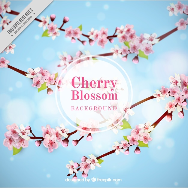 Blurred background with cherry blossoms