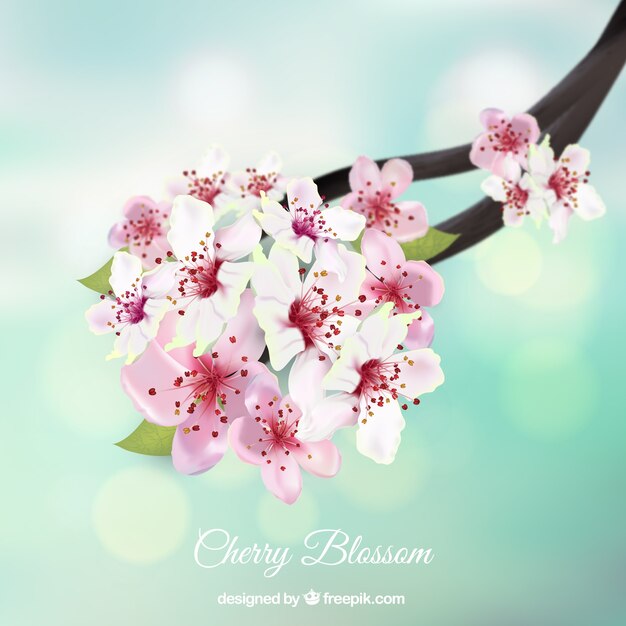 Blurred bokeh background with cherry blossom branch