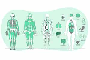 Free vector body anatomy concept illustration