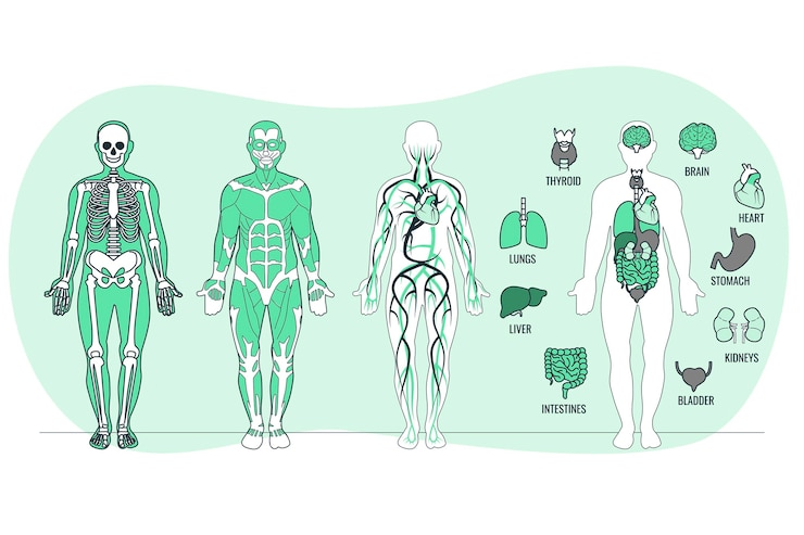 Free Vector body anatomy concept illustration