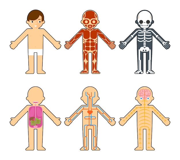 Body anatomy for kids. the skeleton and muscles, nervous system and circulatory system