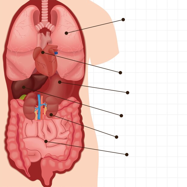Body internal organs