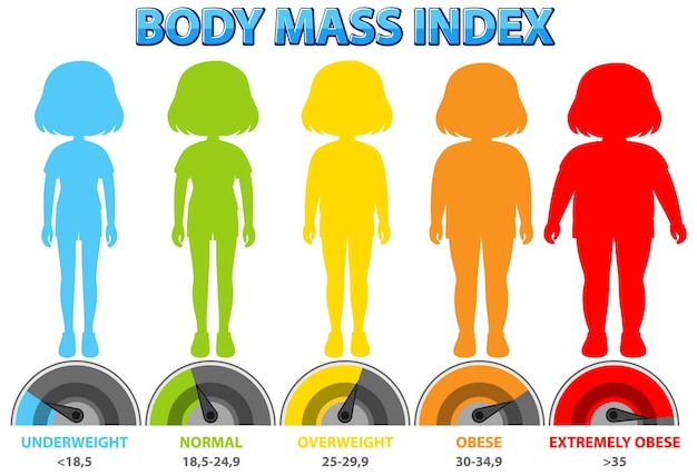 Free vector body mass index categories