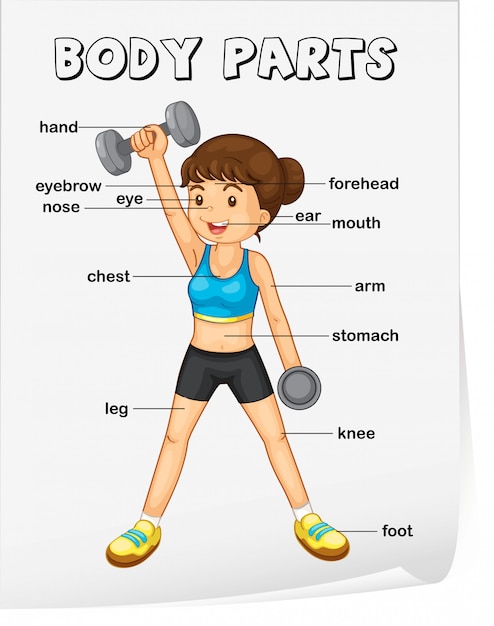 Body parts vocabulary worksheet