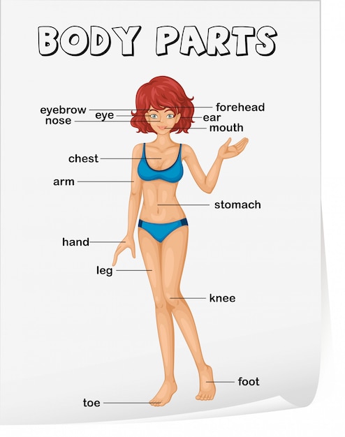 Body parts vocabulary worksheet