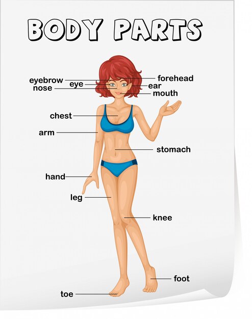 body parts vocabulary worksheet