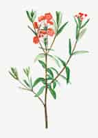 Free vector bog laurel bloom