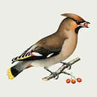 Free vector bohemian waxwing bird vector vintage drawing