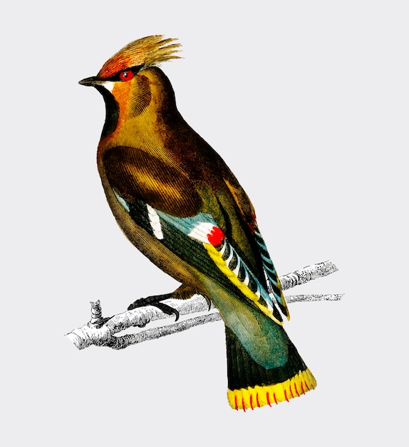 Free vector bohemian waxwing (bombycilla garrulus)