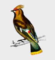 Vettore gratuito waxwing bohemian (bombycilla garrulus)