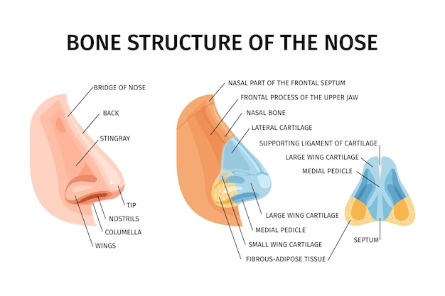 鼻の骨の構造リアルなインフォ グラフィック イラスト鼻アカエイ翼中隔鼻骨と軟骨のベクトル図のブリッジ