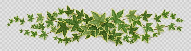녹색 잎이 있는 아이비 덩굴 리아나의 테두리