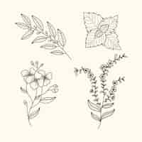 Free vector botanic herbs and flowers vintage style