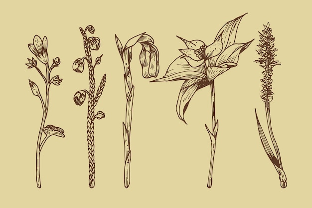 Botanic herbs & wild flowers in vintage style