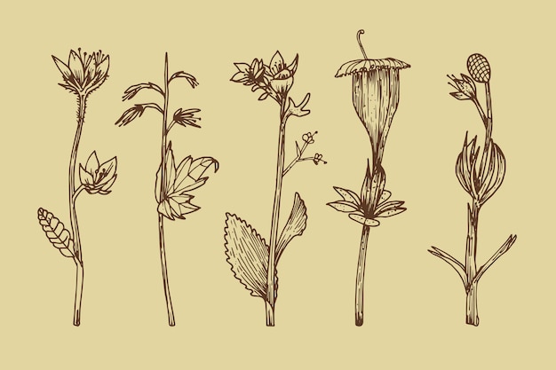 Botanic herbs & wild flowers in vintage style