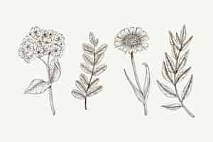 Free vector botanic herbs & wild flowers in vintage style