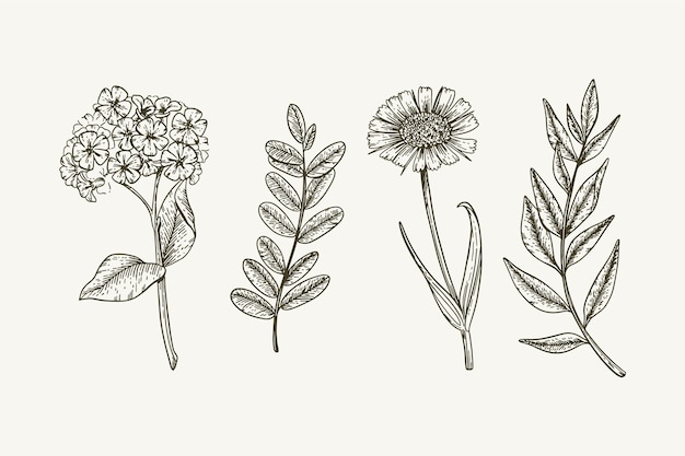 Botanic herbs & wild flowers in vintage style