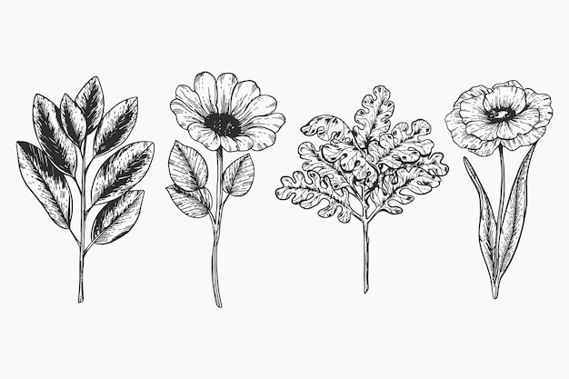 Free vector botanic herbs & wild flowers in vintage style