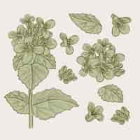 Free vector botanic herbs & wild flowers in vintage style