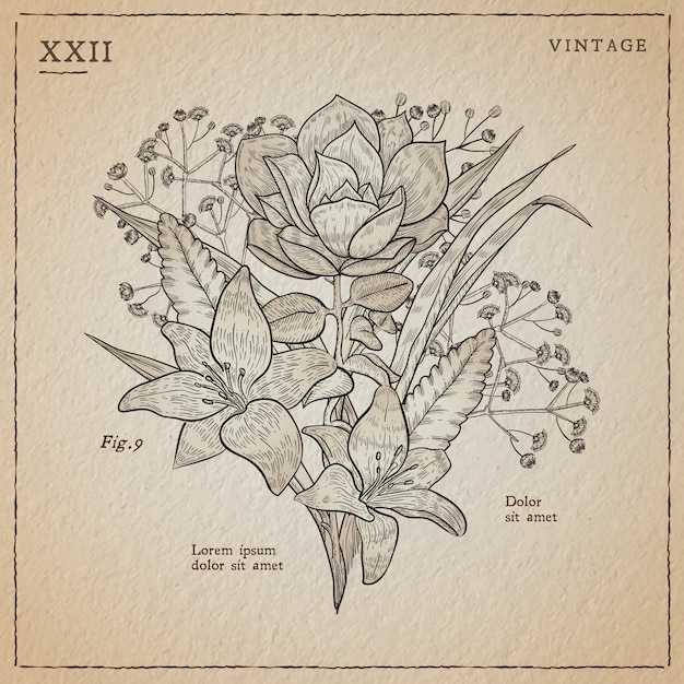 Free vector botanic herbs & wild flowers in vintage style