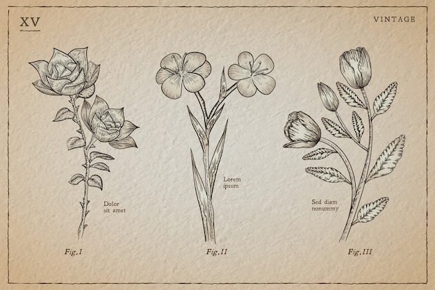 Botanic herbs & wild flowers in vintage style