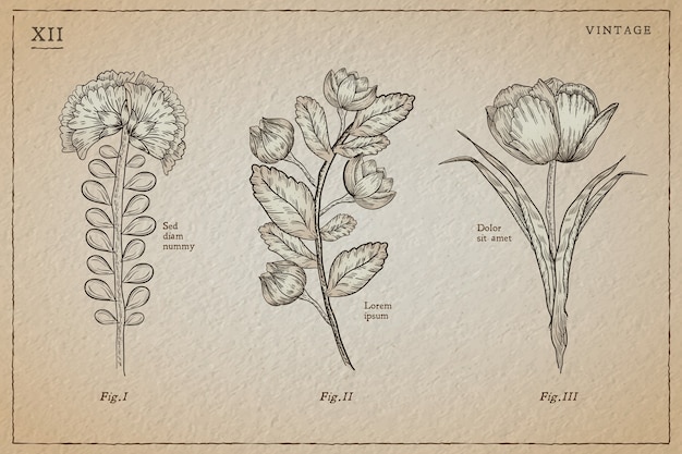 Vettore gratuito erbe botaniche e fiori selvatici in stile vintage