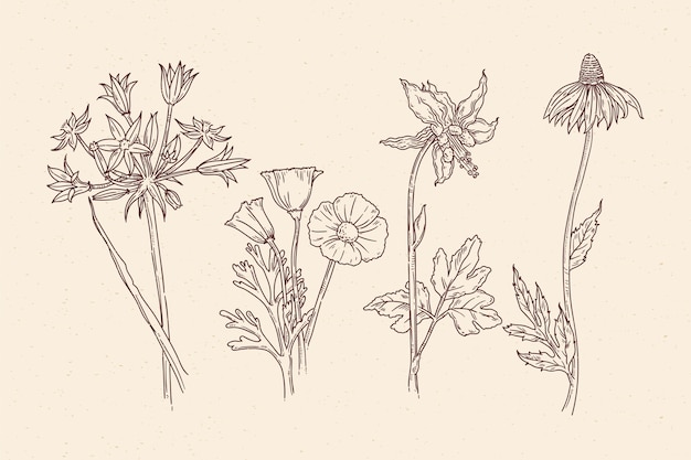 Free vector botanic herbs & wild flowers in vintage style