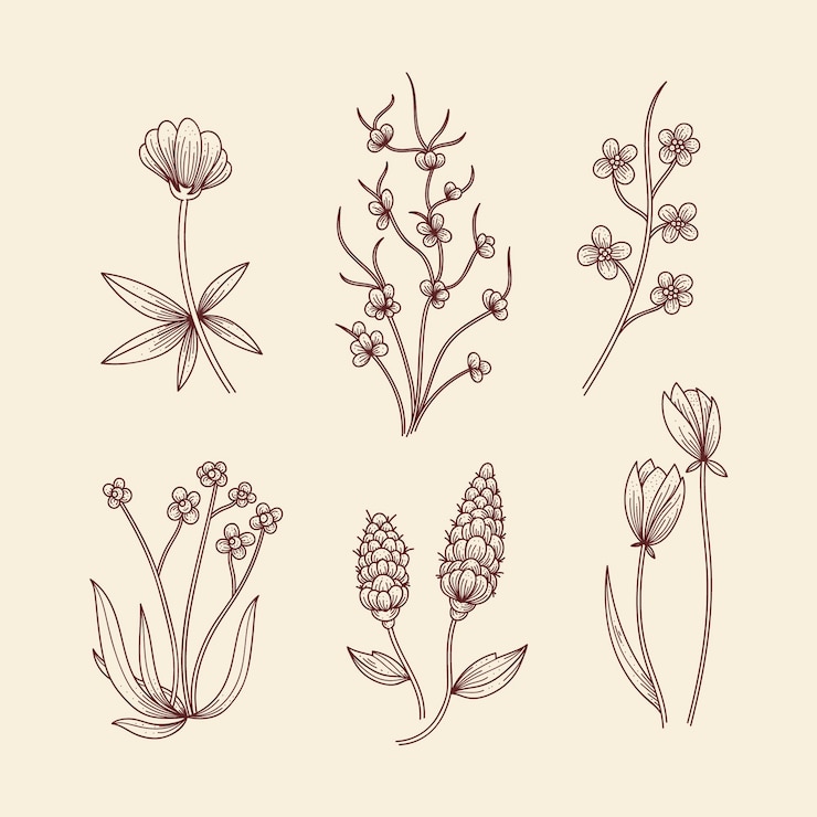 Free Vector botanic herbs & wild flowers in vintage style