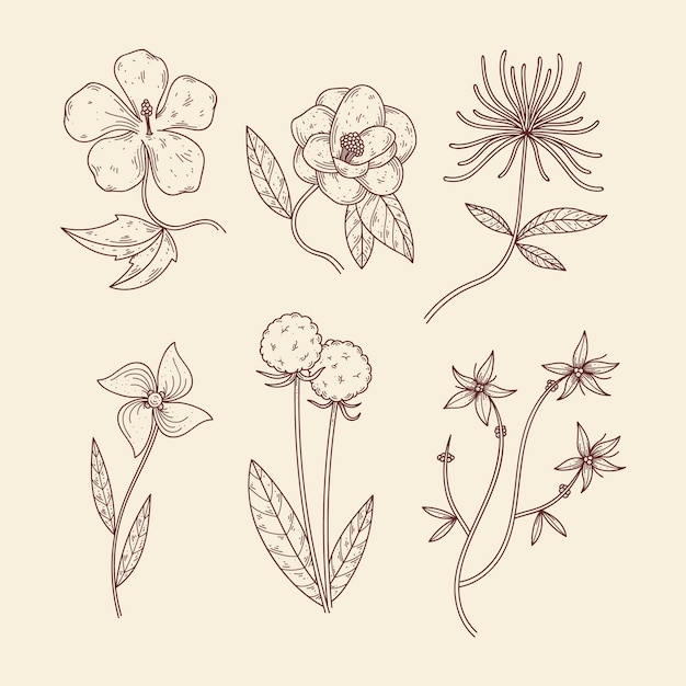 Botanic herbs & wild flowers in vintage style