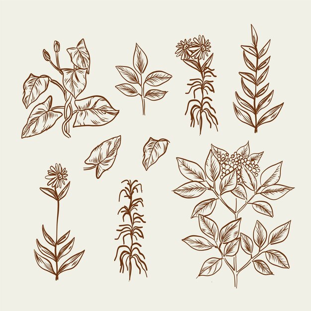 Botanic herbs & wild flowers in vintage style