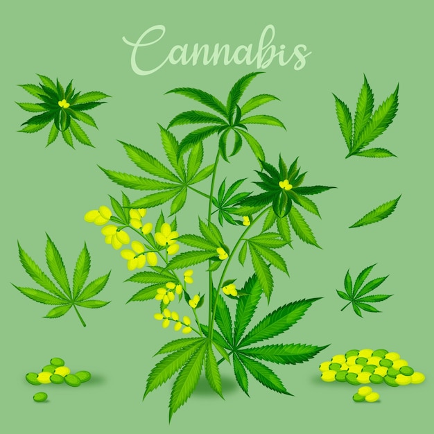 Free vector botanical cannabis leaves collection