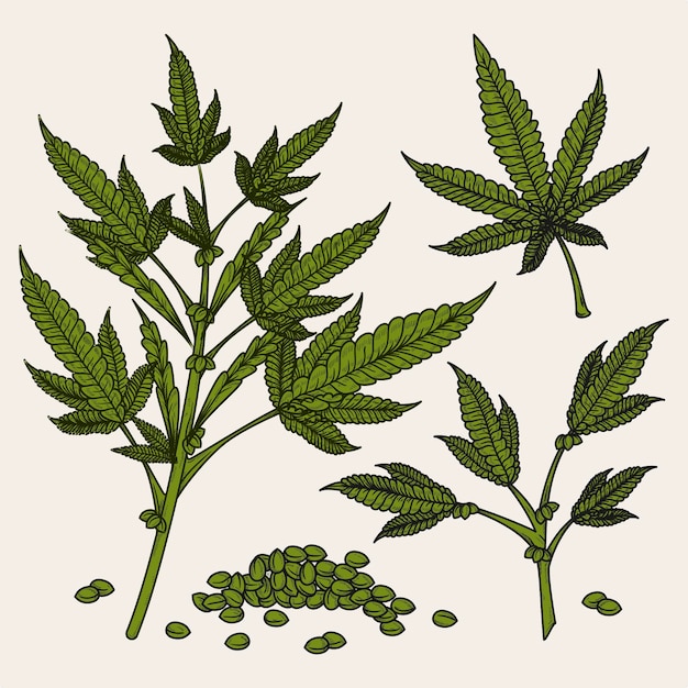 Free vector botanical cannabis leaves and seeds