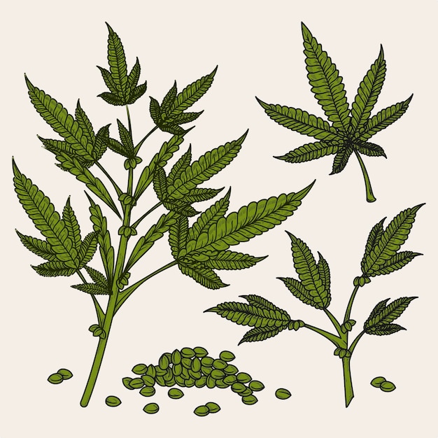 Botanical cannabis leaves and seeds