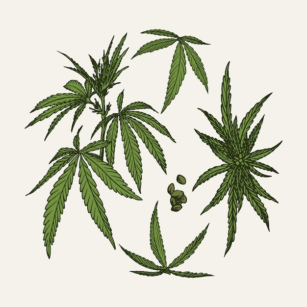 Botanical cannabis leaves