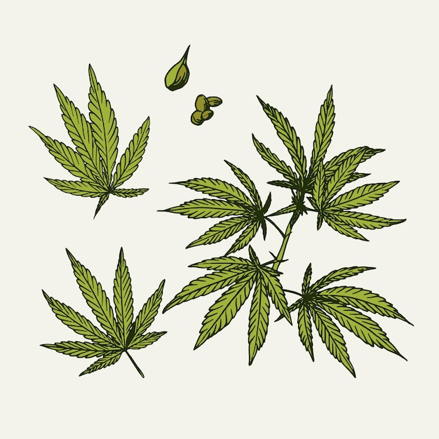 Botanical cannabis leaves