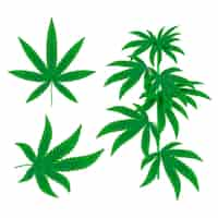 Free vector botanical cannabis leaves