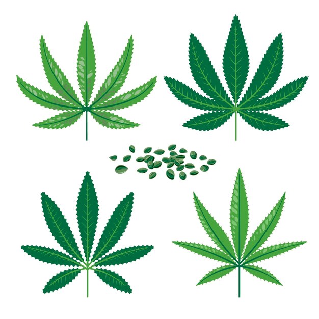 Botanical cannabis leaves