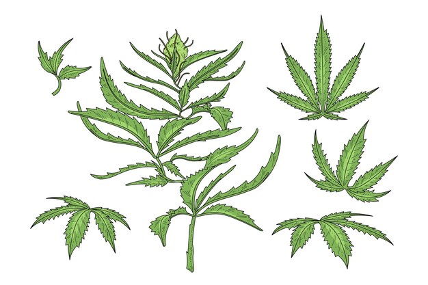 Botanical cannabis leaves