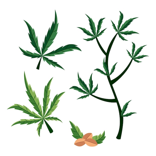 Botanical cannabis leaves